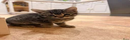 European cats for sale: 2 little kittens  - Advert 4