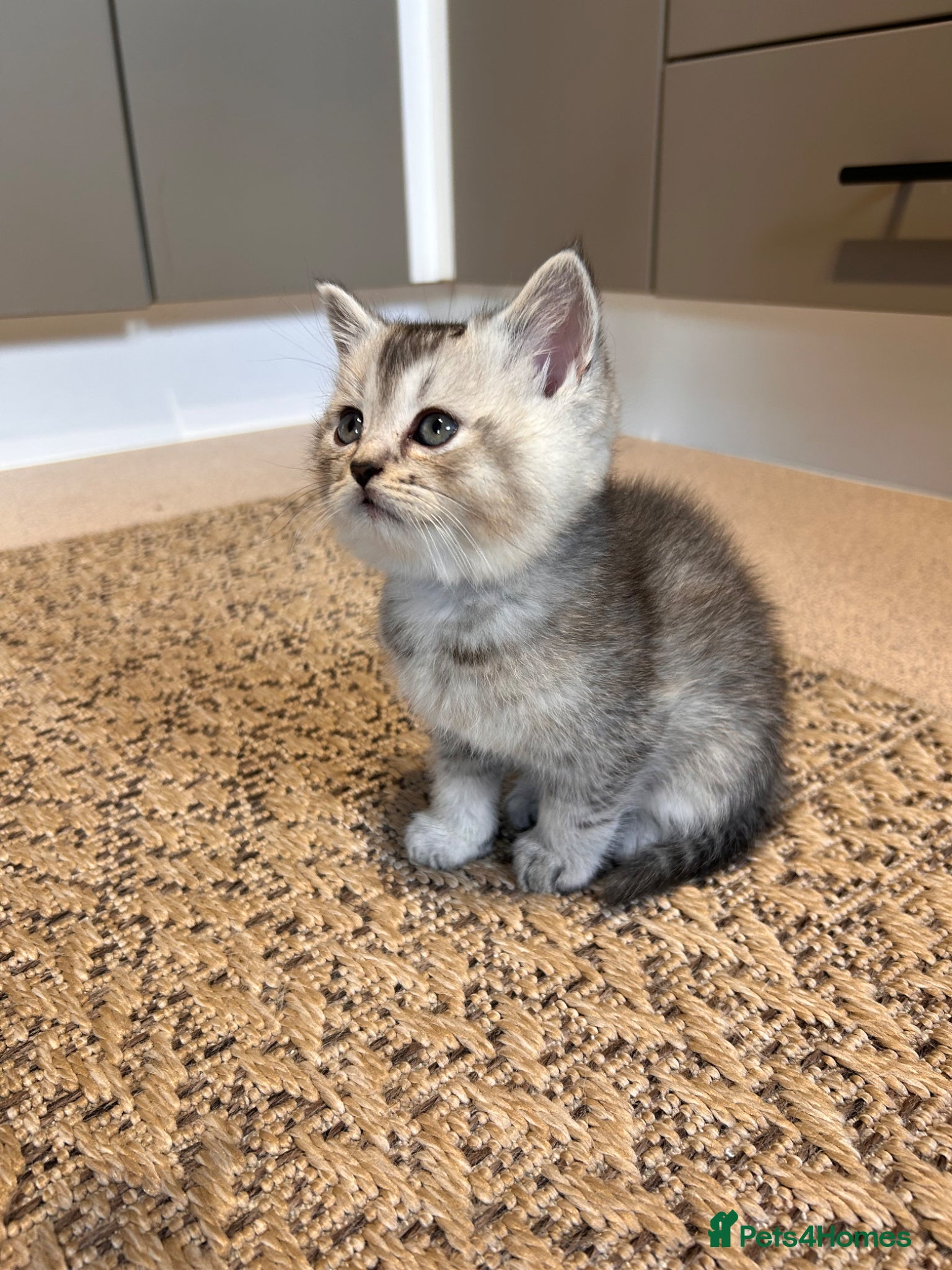 Scottish Fold cats Little buddies ready forever home  - Advert 2