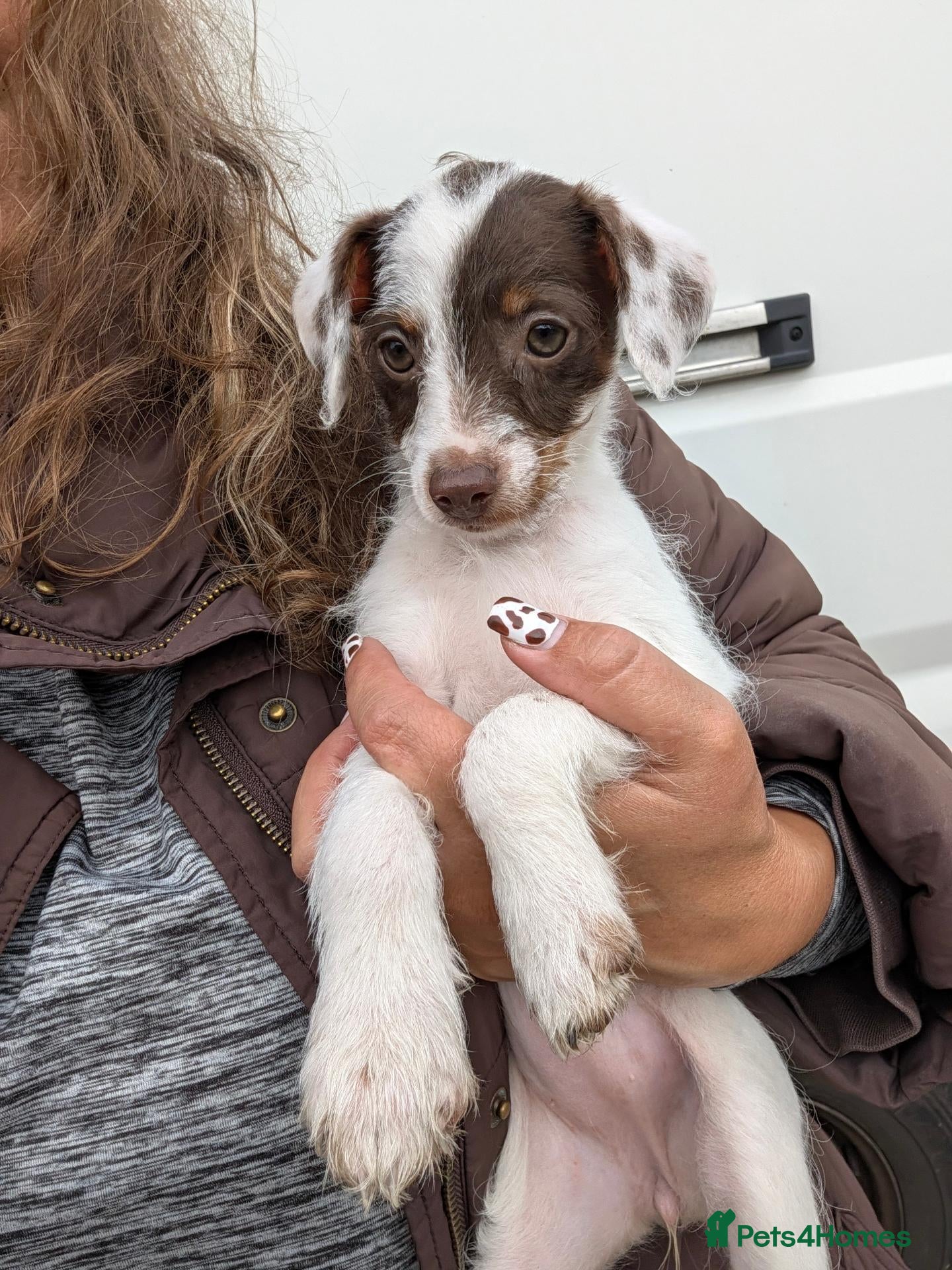 Jack Russell dogs Beautiful Jack Russell READY FOR NEW FAMILYS  - Advert 1