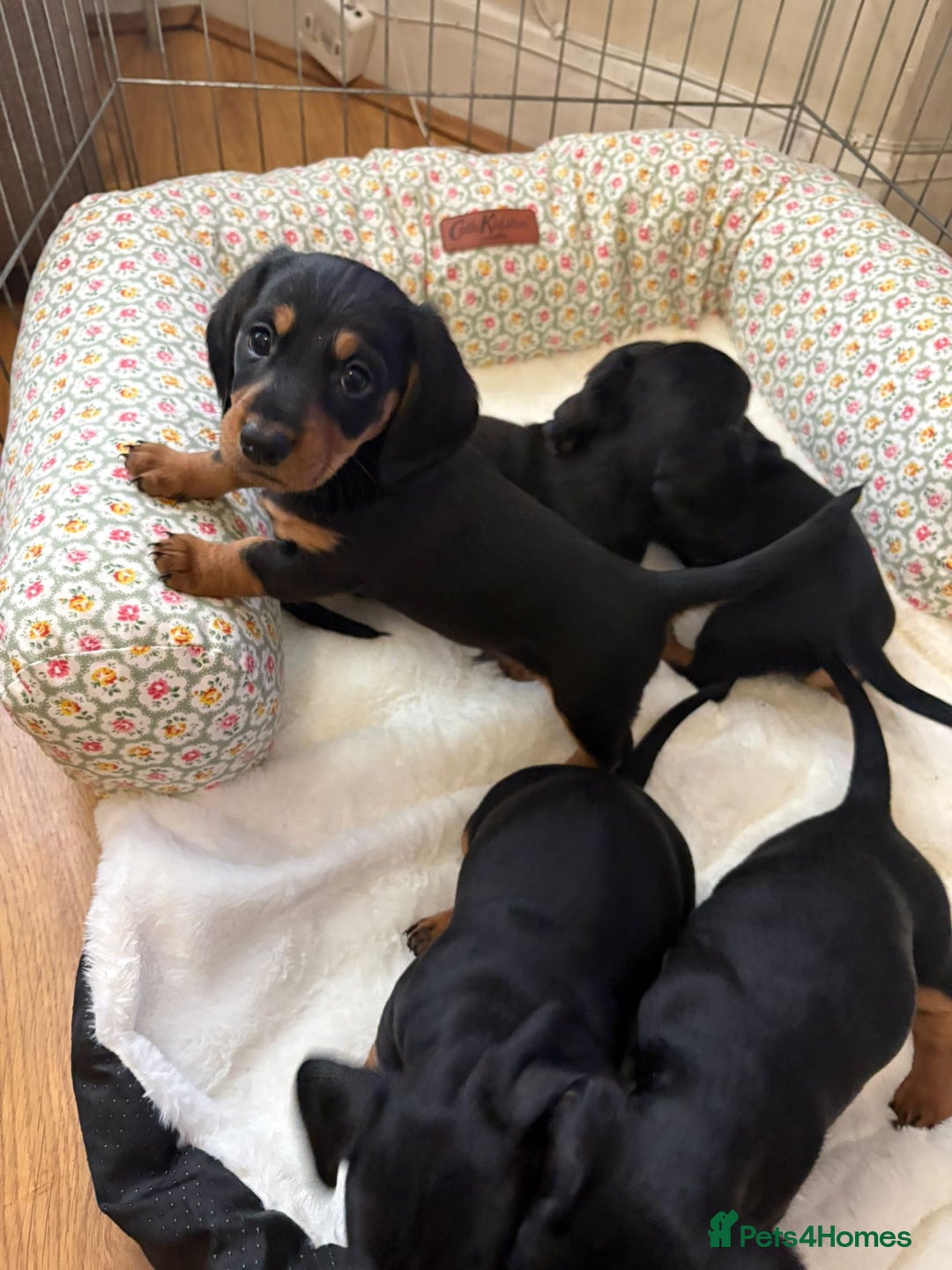 Dachshund dogs for sale: 6 beautiful dachshund puppies for sale 800 - Advert 3