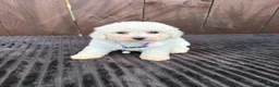 Miniature Poodle dogs for sale: Miniature poodles 2 boys 2 girls  - Advert 8