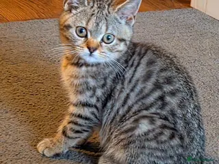 British Shorthair cats Gorgeous British Shorthair - Advert 2