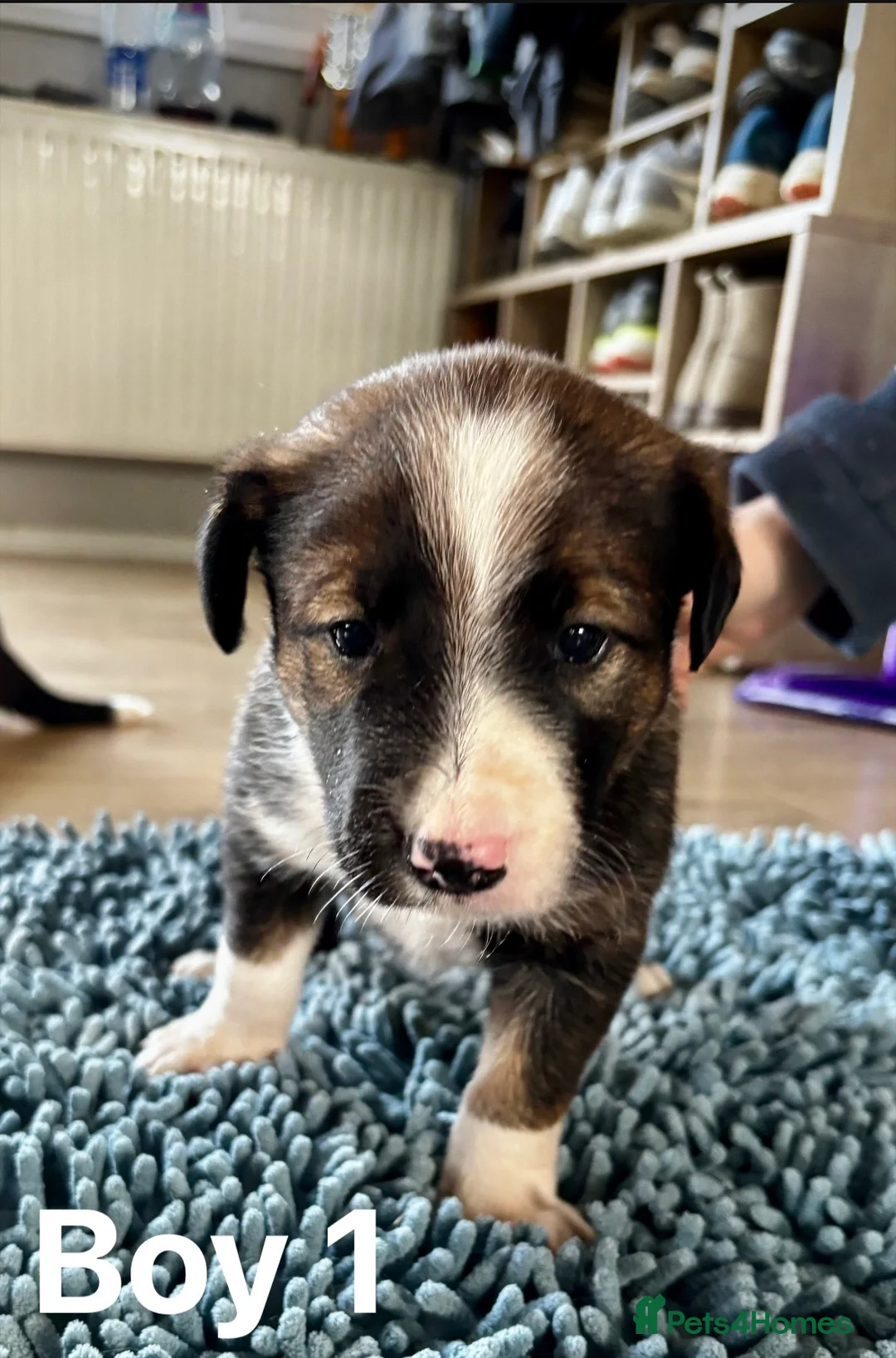 Welsh Collie dogs for sale: Welsh Sheepdog Puppies in Bodmin - Advert 2