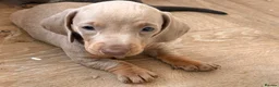 Dachshund dogs for sale: Miniture Dashcuand For Sale  - Advert 5