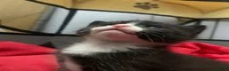Mixed Breed cats for sale: Kittens looking for forever homes  - Advert 4