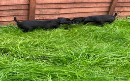 Patterdale Terrier dogs for sale: Patterdale terrier pups  - Image 12