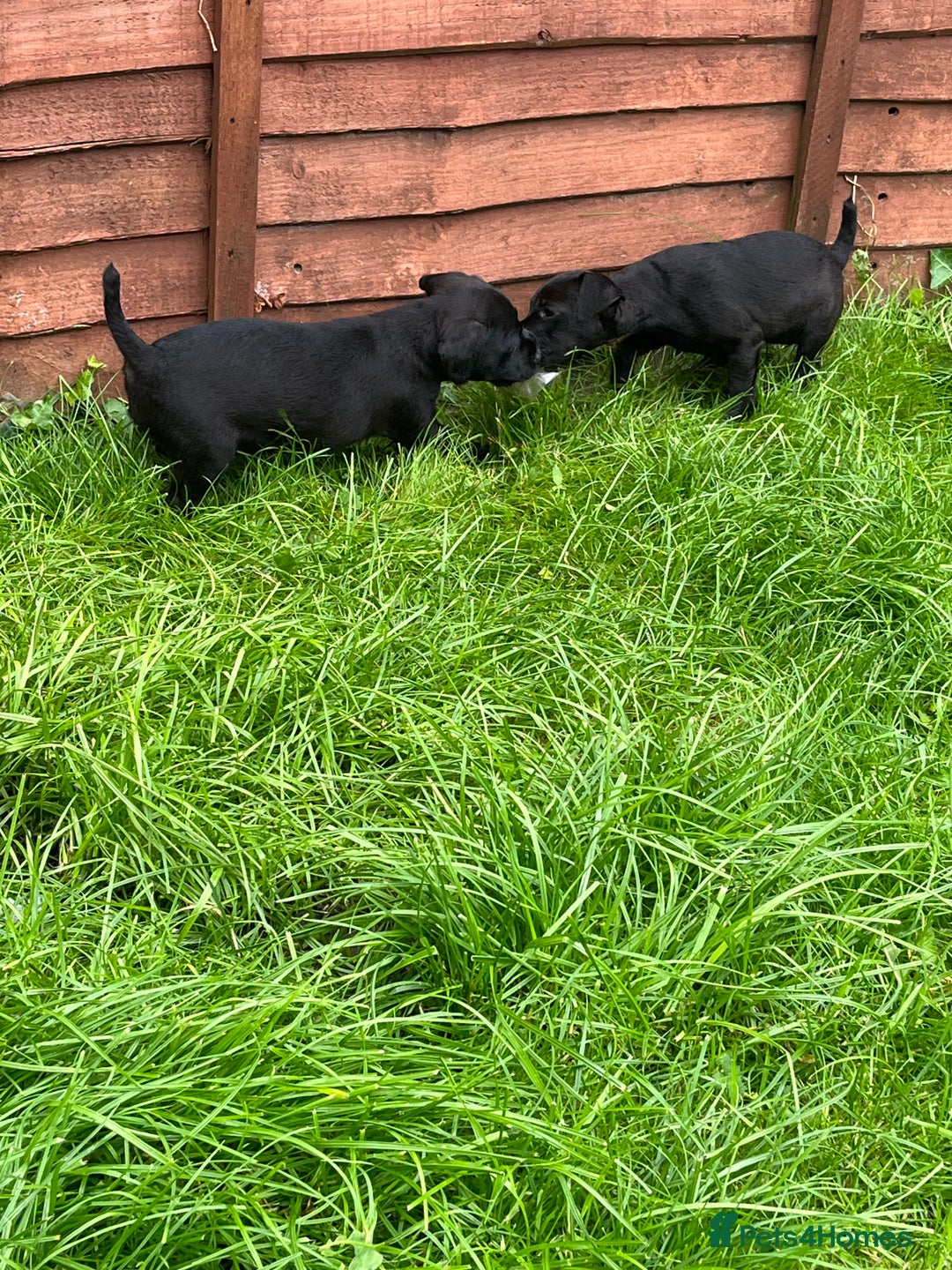 Patterdale Terrier dogs for sale: Patterdale terrier pups  - Image 12