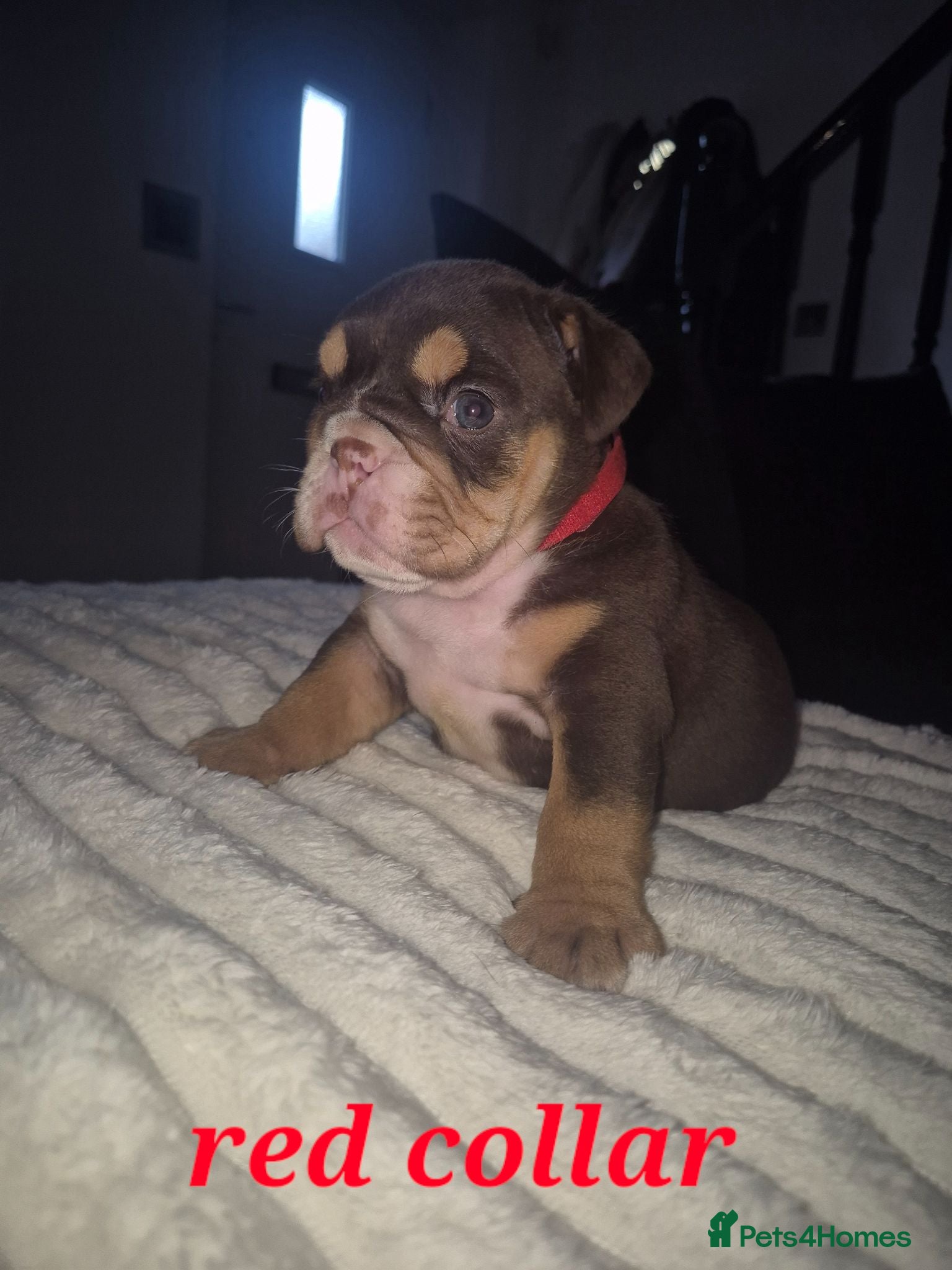 English Bulldog dogs KC ENGLISH BULLDOG PUPS  - Advert 5