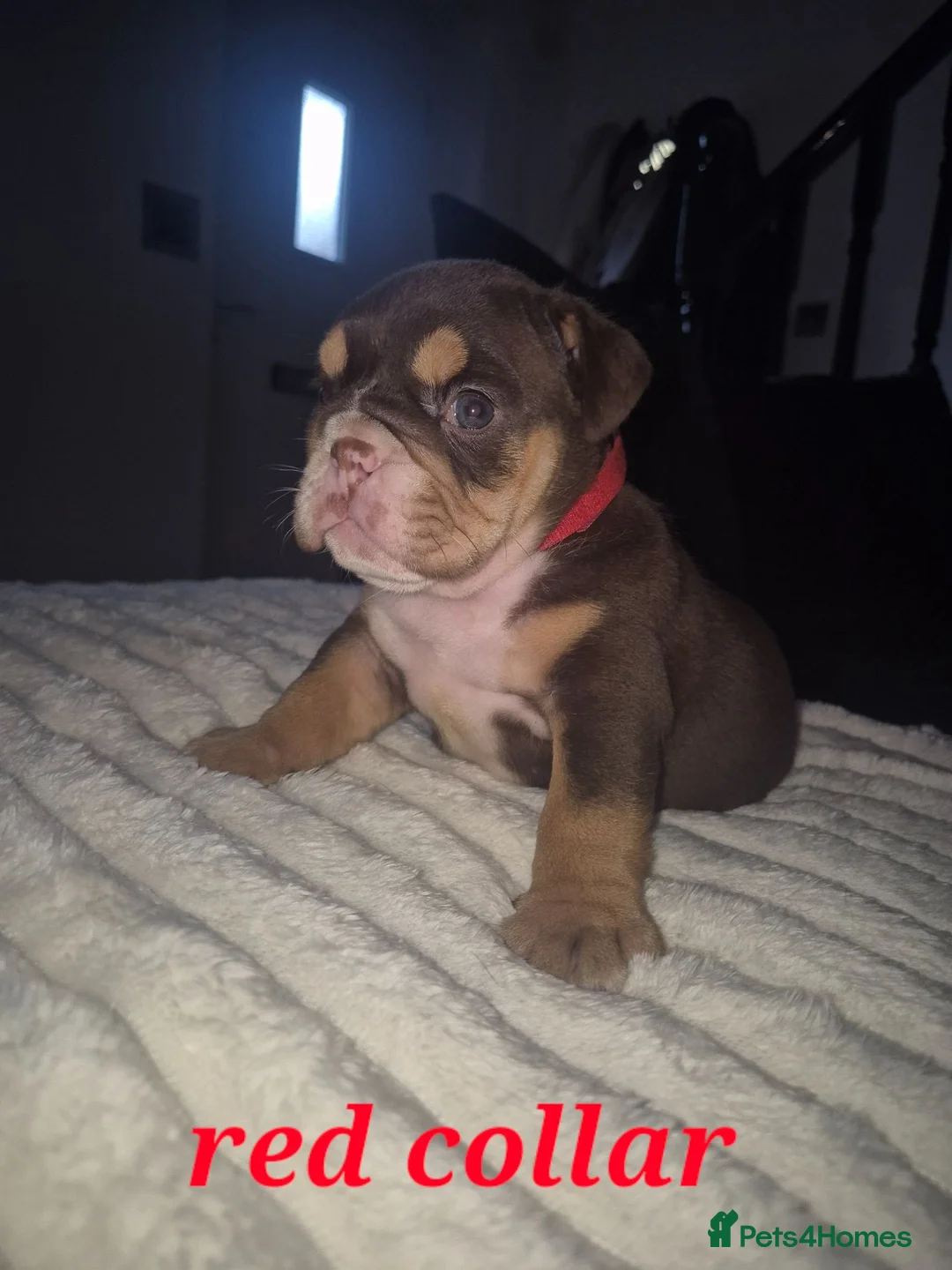 English Bulldog dogs for sale: KC ENGLISH BULLDOG PUPS  - Advert 1