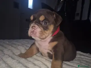 English Bulldog dogs KC ENGLISH BULLDOG PUPS - Advert 6