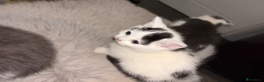 Domestic Shorthair 4