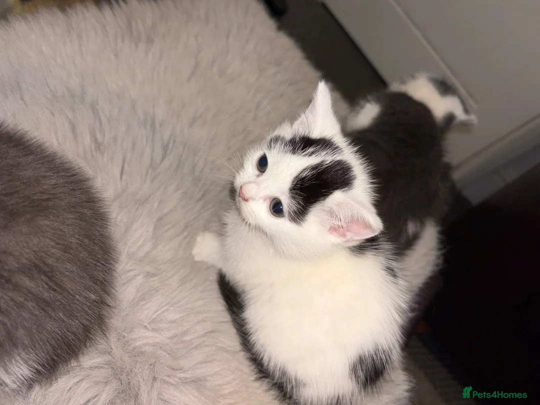 Domestic Shorthair cats for sale: kittens ready to go now🐾 in Nottingham - Advert 6