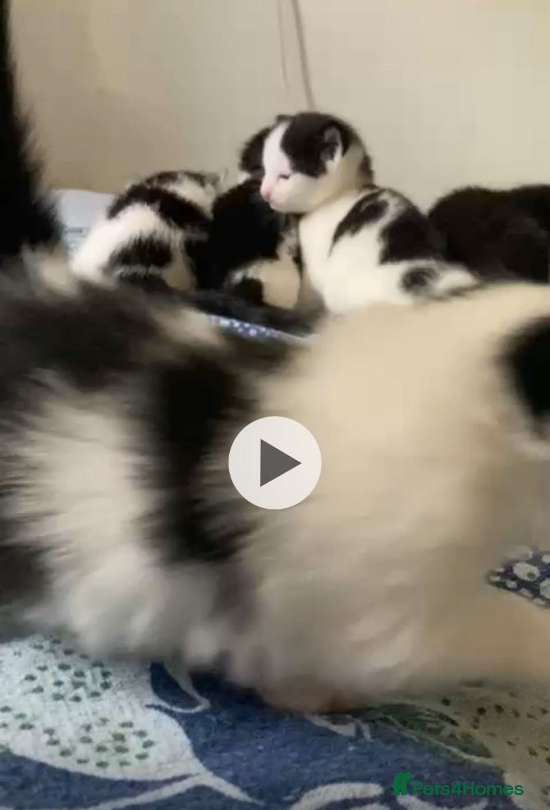 British Shorthair cats for adoption: 2 kittens still searching for a family  - Advert 3