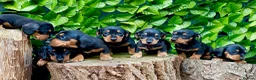Miniature Dachshund dogs for stud: Award-winning breeder-KC Choc & Tan Dapple  - Advert 8