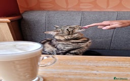 Maine Coon cats for sale: Maincoon cross domestic long hair, 11 months old - Image 8