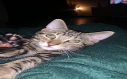 Mixed Breed cats for sale: Mixed breed ragdoll & tabby kittens - Image 21