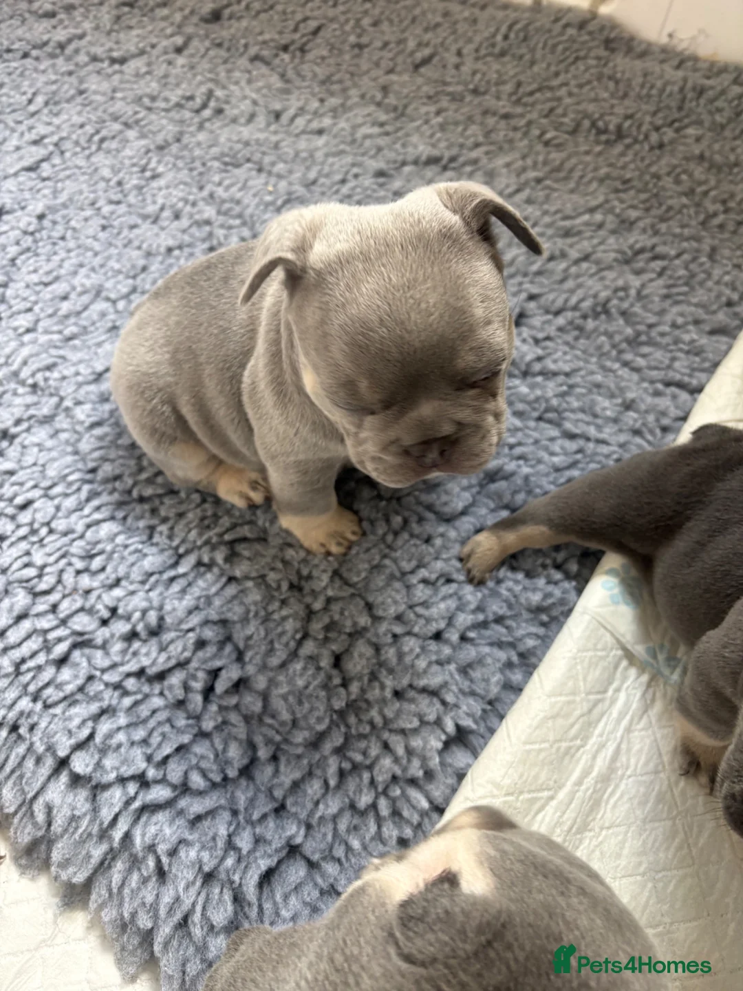 French Bulldog dogs for sale: French bulldog puppies.  in Glasgow - Advert 16