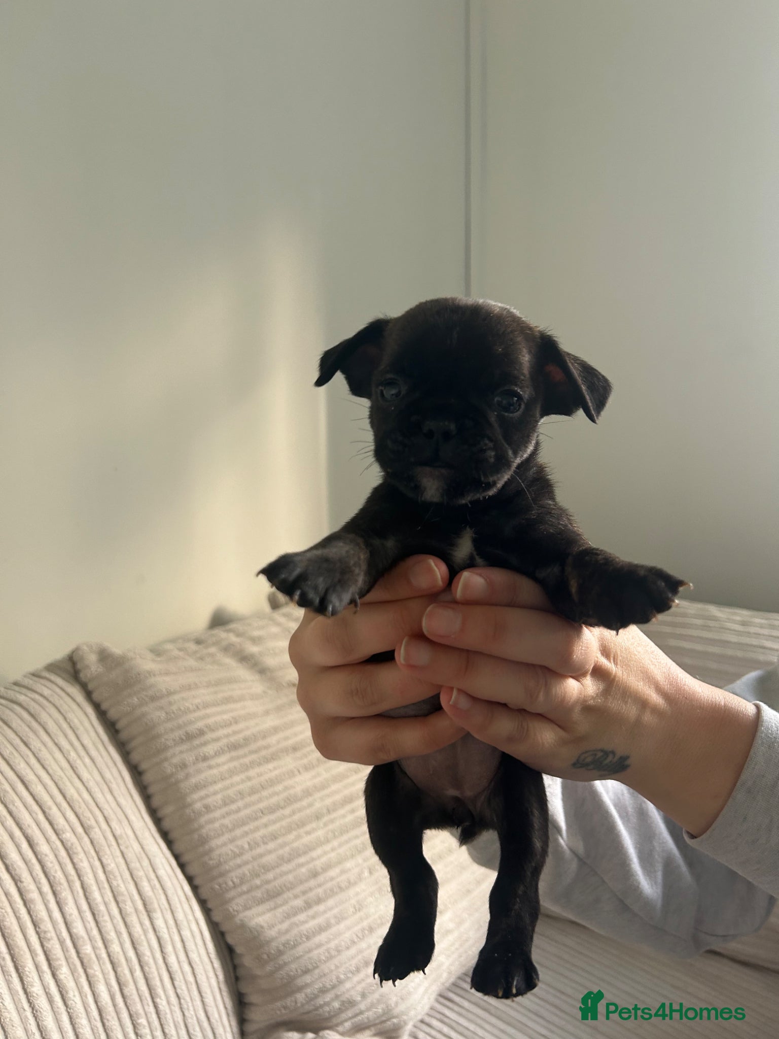 Mixed Breed dogs Frenchie mixed - Advert 6