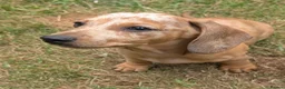 Dachshund dogs for sale: Gorgeous sausage dog puppies  - Advert 31