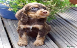Cocker Spaniel dogs for sale: Beautiful KC Registered Cocker Spaniel Puppies  - Image 15
