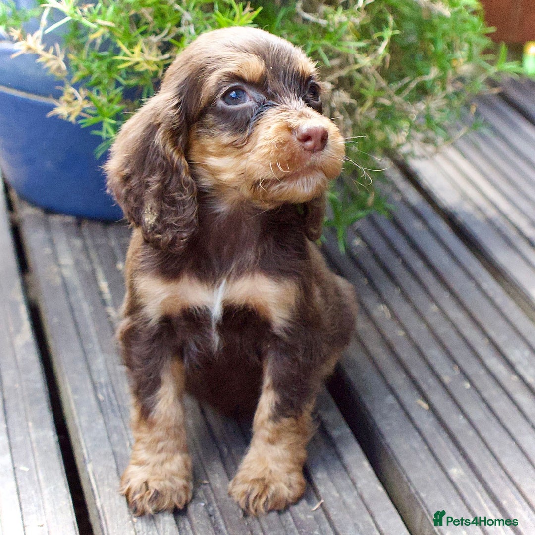 Cocker Spaniel dogs for sale: Beautiful KC Registered Cocker Spaniel Puppies  - Image 15
