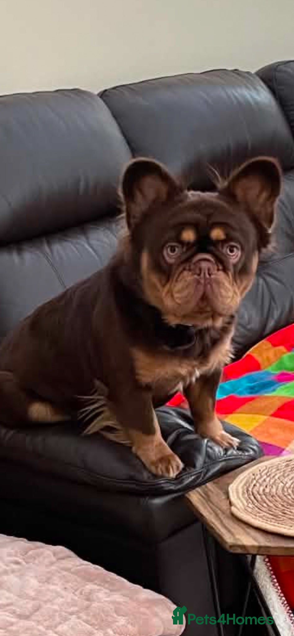 French Bulldog dogs Male Fluffy French Bulldog - Advert 5