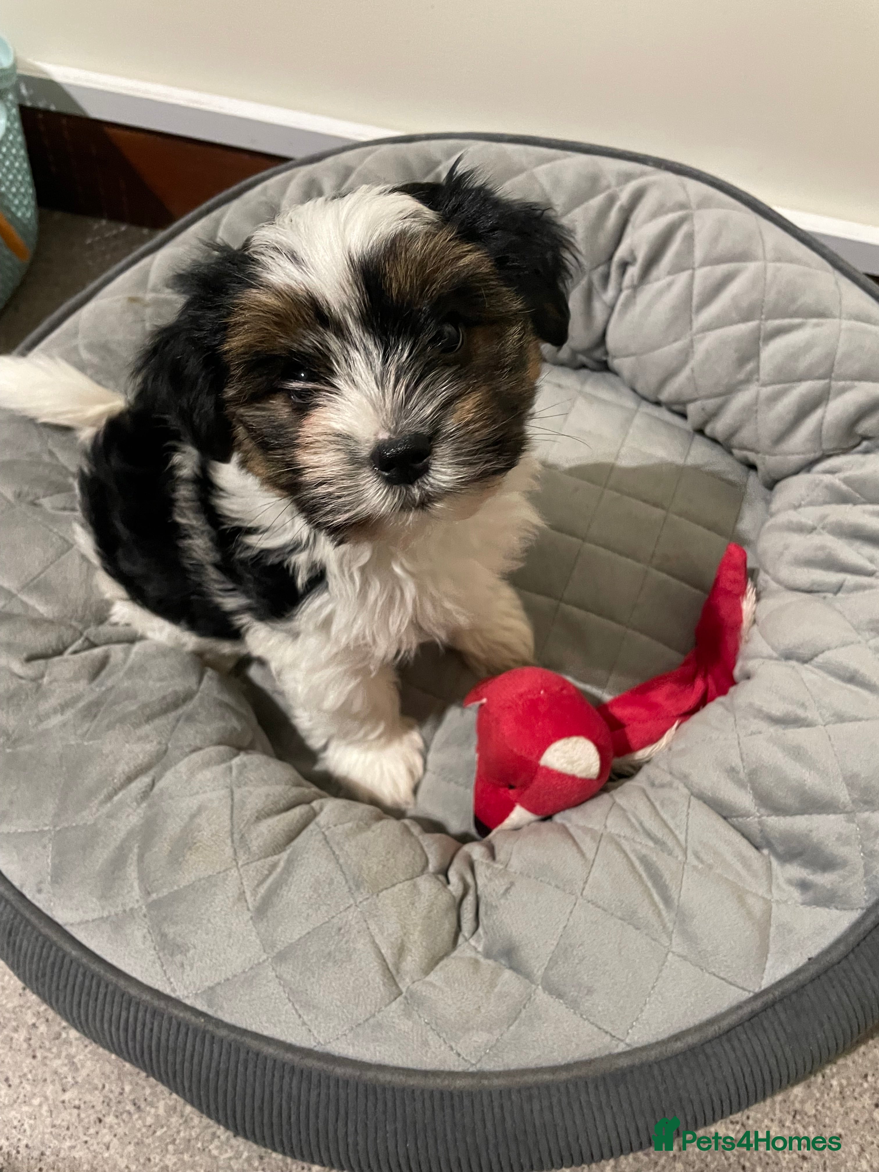 Biewer Terrier dogs Biewer Terrier Puppies - 1 girl available  - Advert 3