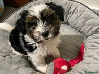 Biewer Terrier dogs Biewer Terrier Puppies - 1 girl available - Advert 2