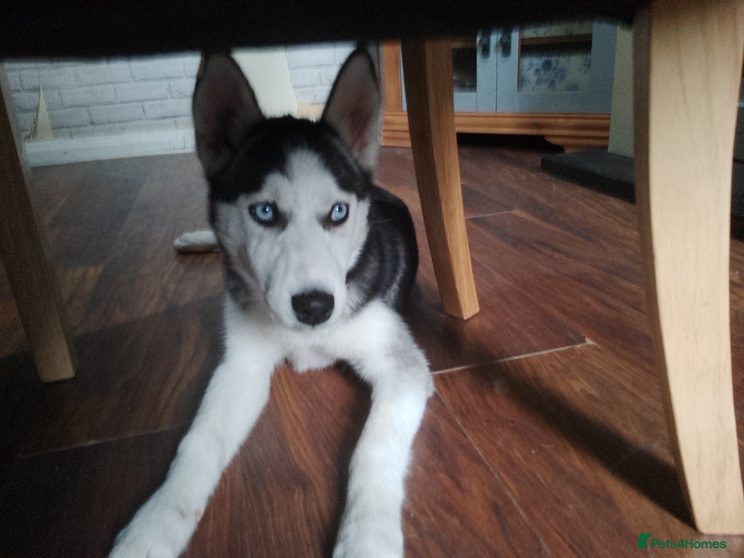 Siberian Husky dogs for sale: ONLY 3 PUPPIES LEFT!!! - Image 15