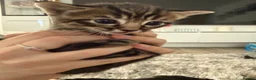 Mixed Breed cats for sale: Beautiful kittens of marble and striped colors - Advert 6