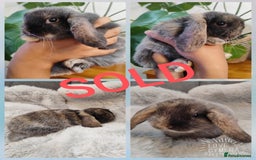 Mini Lop rabbits for sale: Mini lop and mini lop lion head  - Advert 11
