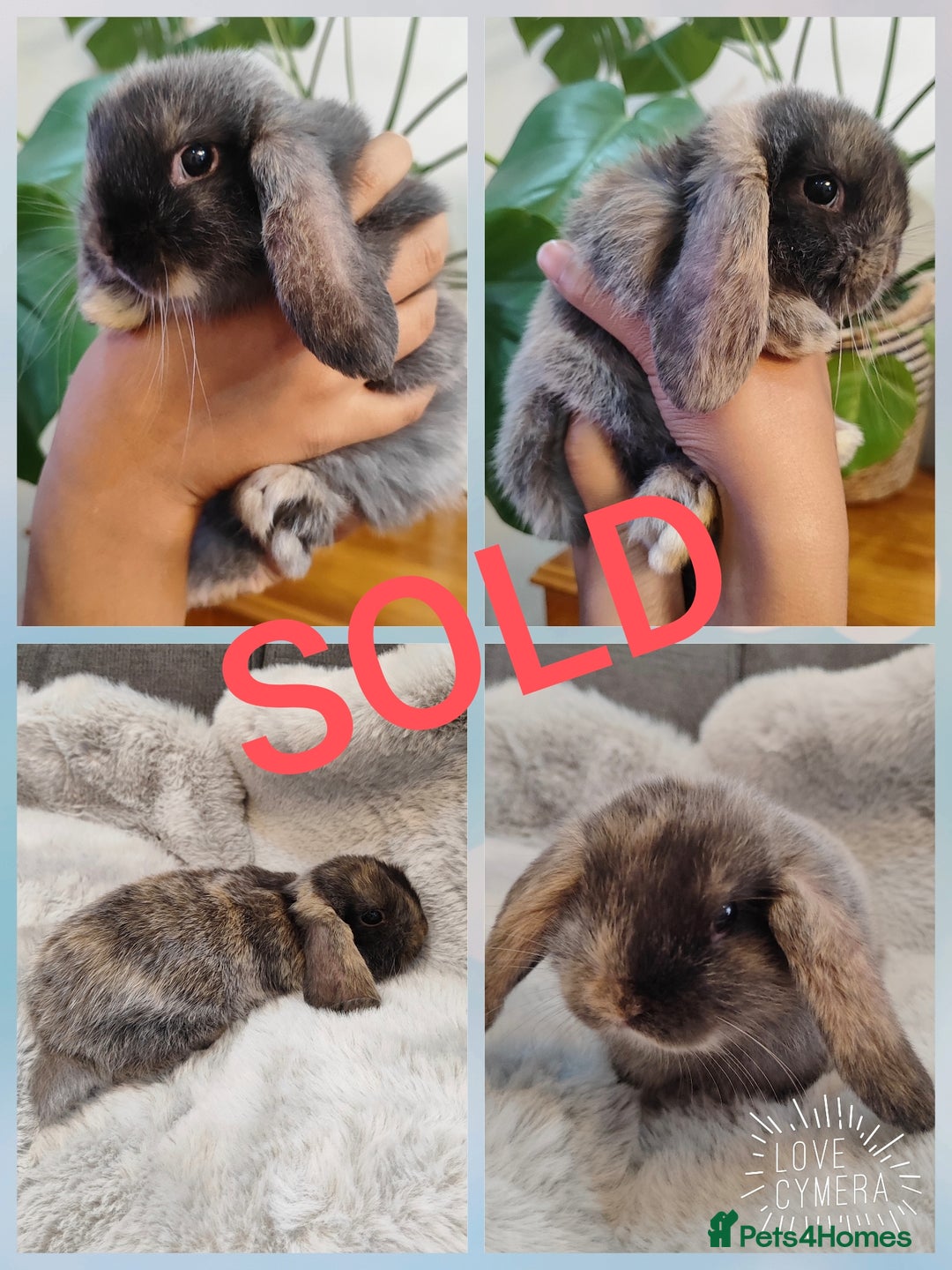 Mini Lop rabbits for sale: Mini lop and mini lop lion head  - Advert 11