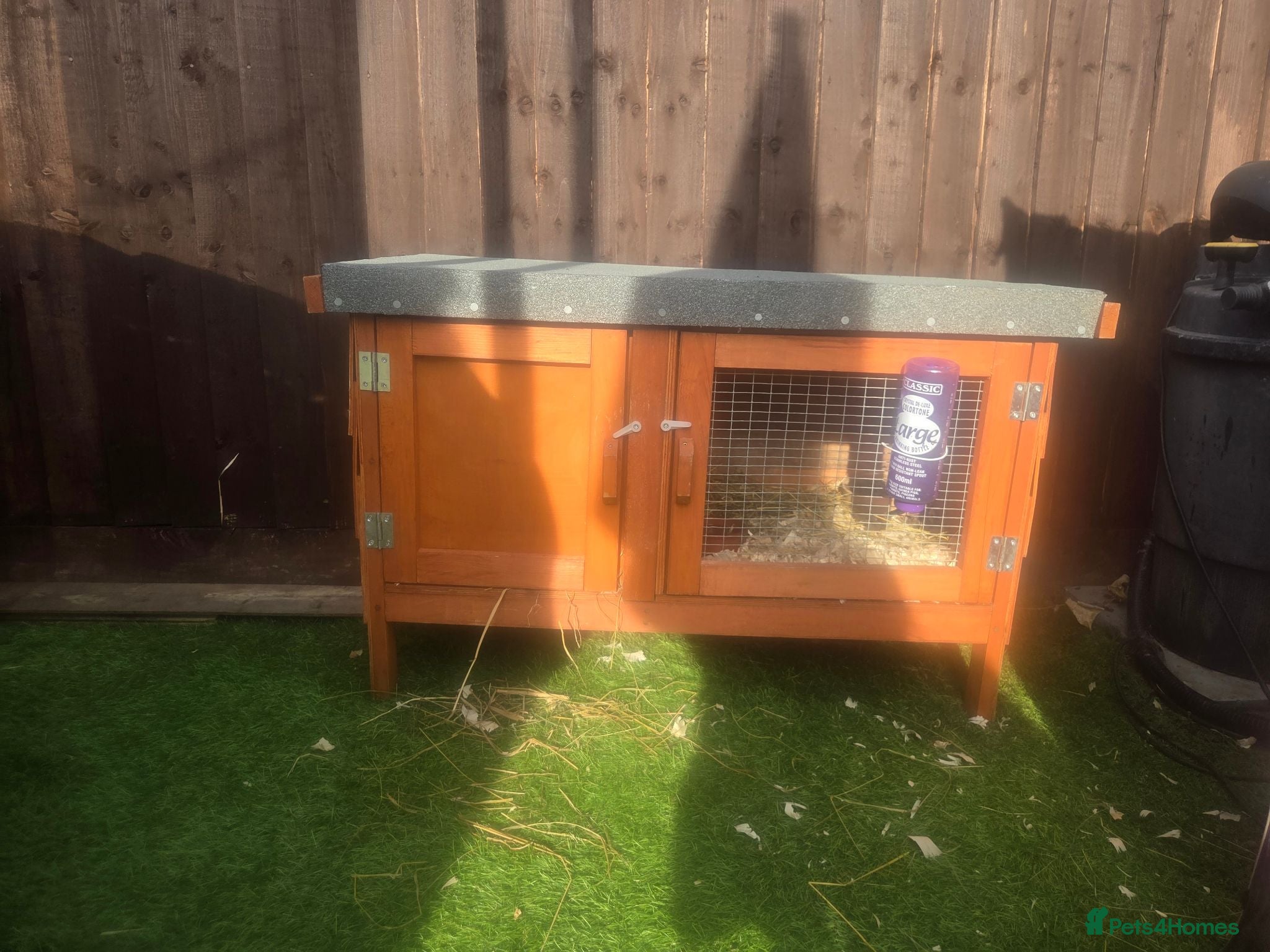 Guinea Pig rodents 2 male guinea pigs - Advert 1