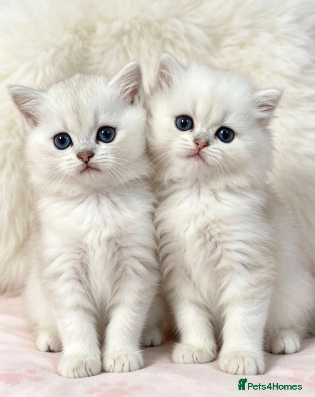 British Longhair cats for sale: SILVER CHINCHILLA GIRLS -HEALTH TESTED PARENTS - Advert 1