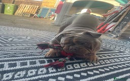 Olde English Bulldogge dogs for stud: STUD DUTIES!! 💥 King Bruno 💥 - Image 8