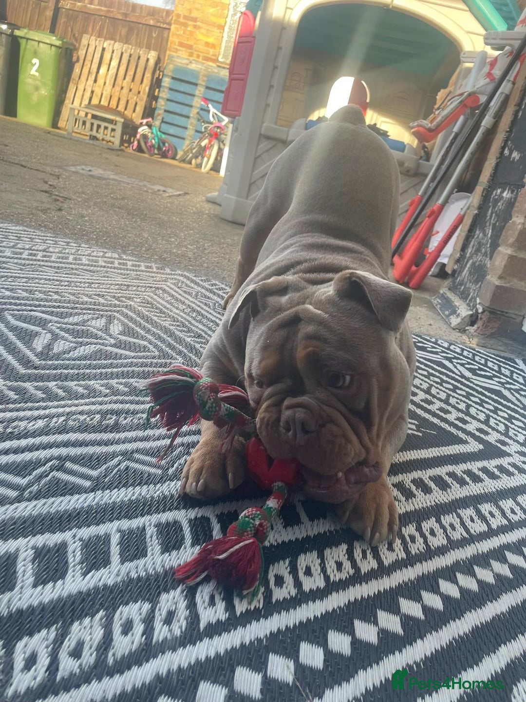 Olde English Bulldogge dogs for stud: STUD DUTIES!! 💥 King Bruno 💥 - Image 8