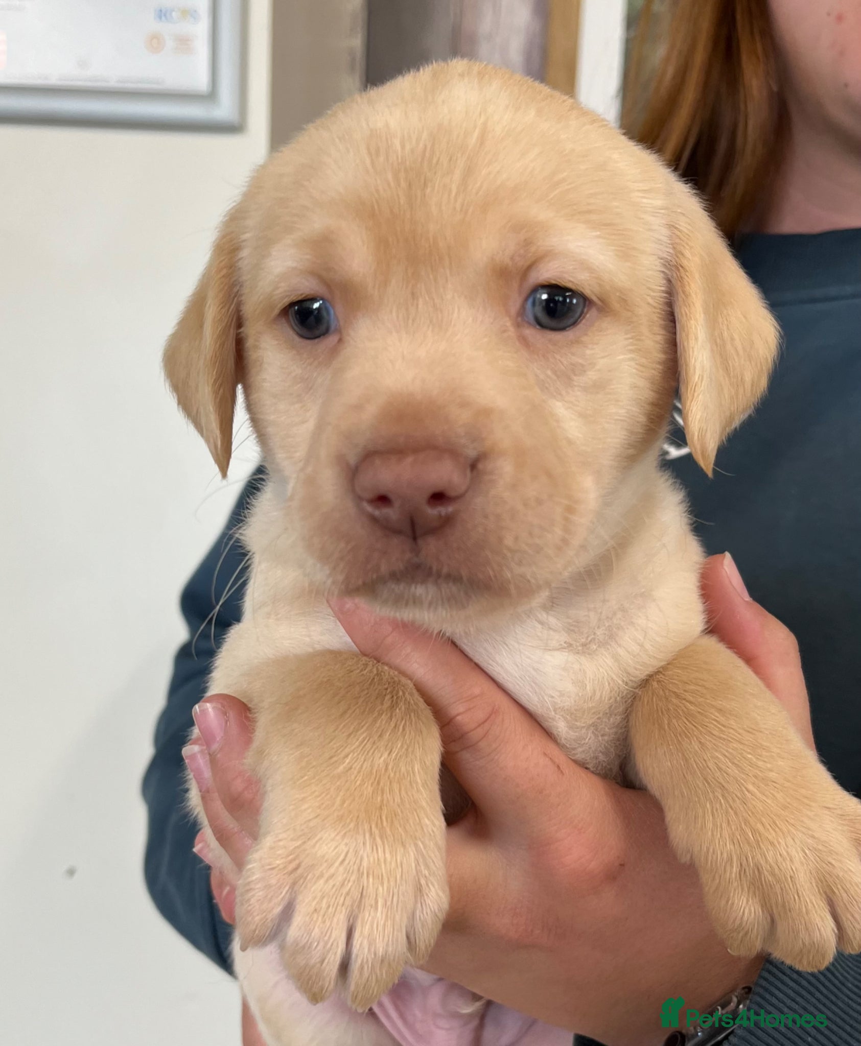 Labrador Retriever dogs Fully Health Tested KC Registered Labrador puppies - Advert 3