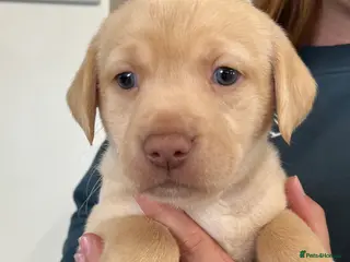 Labrador Retriever dogs Fully Health Tested KC Registered Labrador puppies - Advert 3