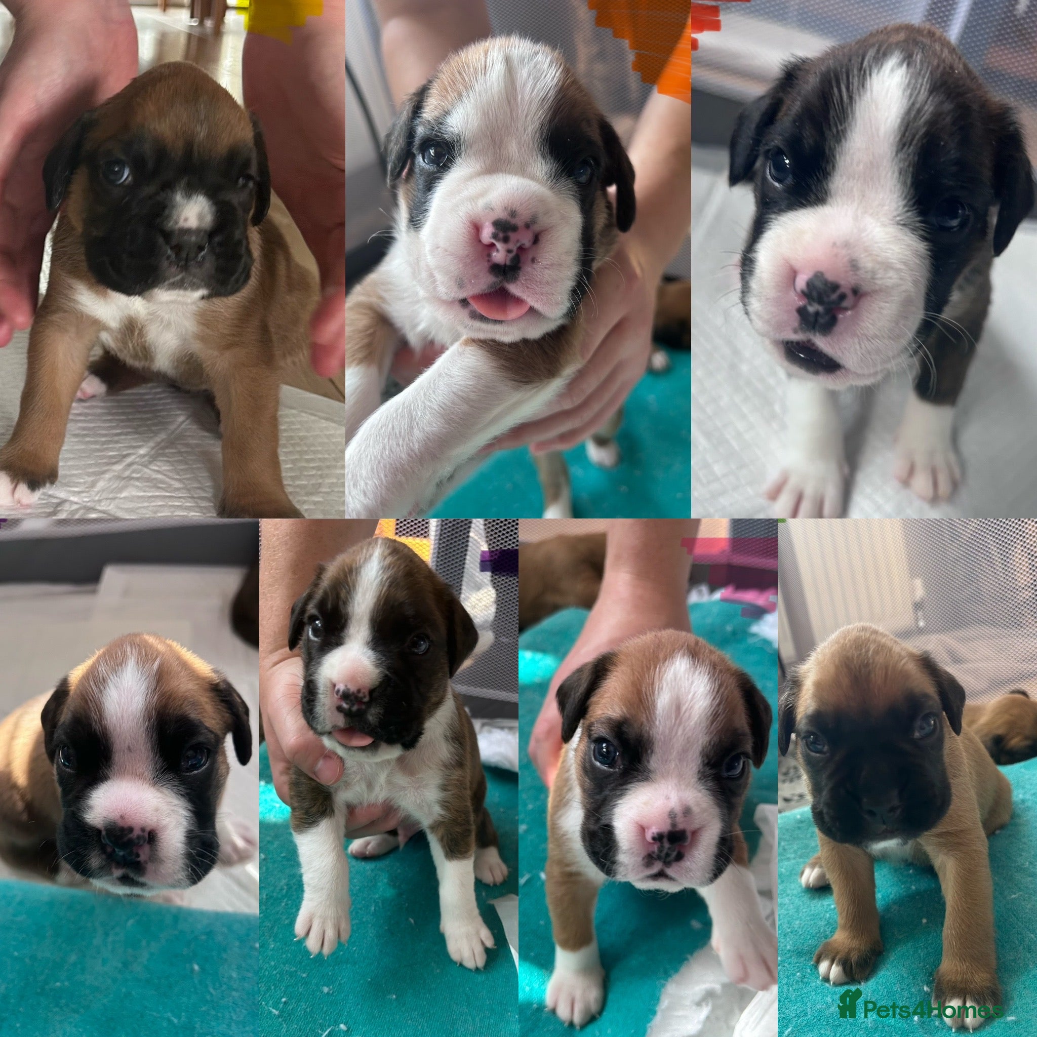 Boxer dogs Gorgeous litter of boxer puppies 🐶  - Advert 1