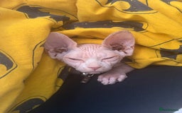 Sphynx cats for sale: Looking for a lap - Image 6