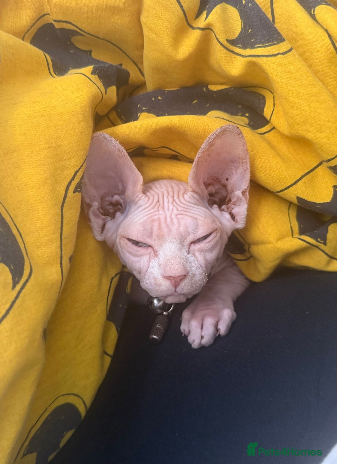 Sphynx cats for sale: Looking for a lap - Image 6