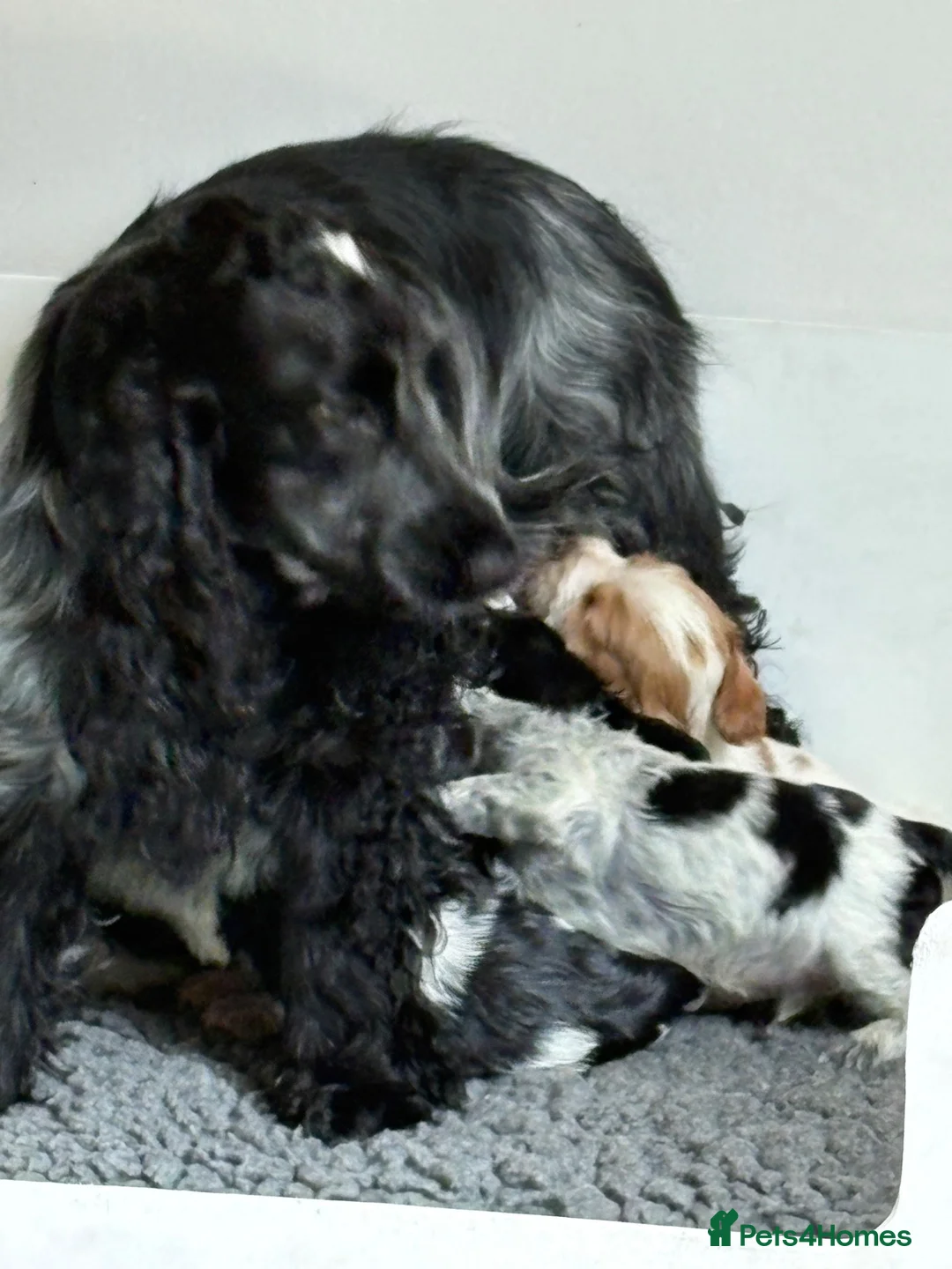 Cocker Spaniel dogs for sale: Mrs Linda McLaren - Advert 2