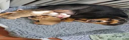 American Bulldog dogs for sale: Happy, chunky, healthy American Bulldog puppies  - Advert 10