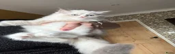 Ragdoll cats for sale: Beautiful ragdoll female  - Advert 2