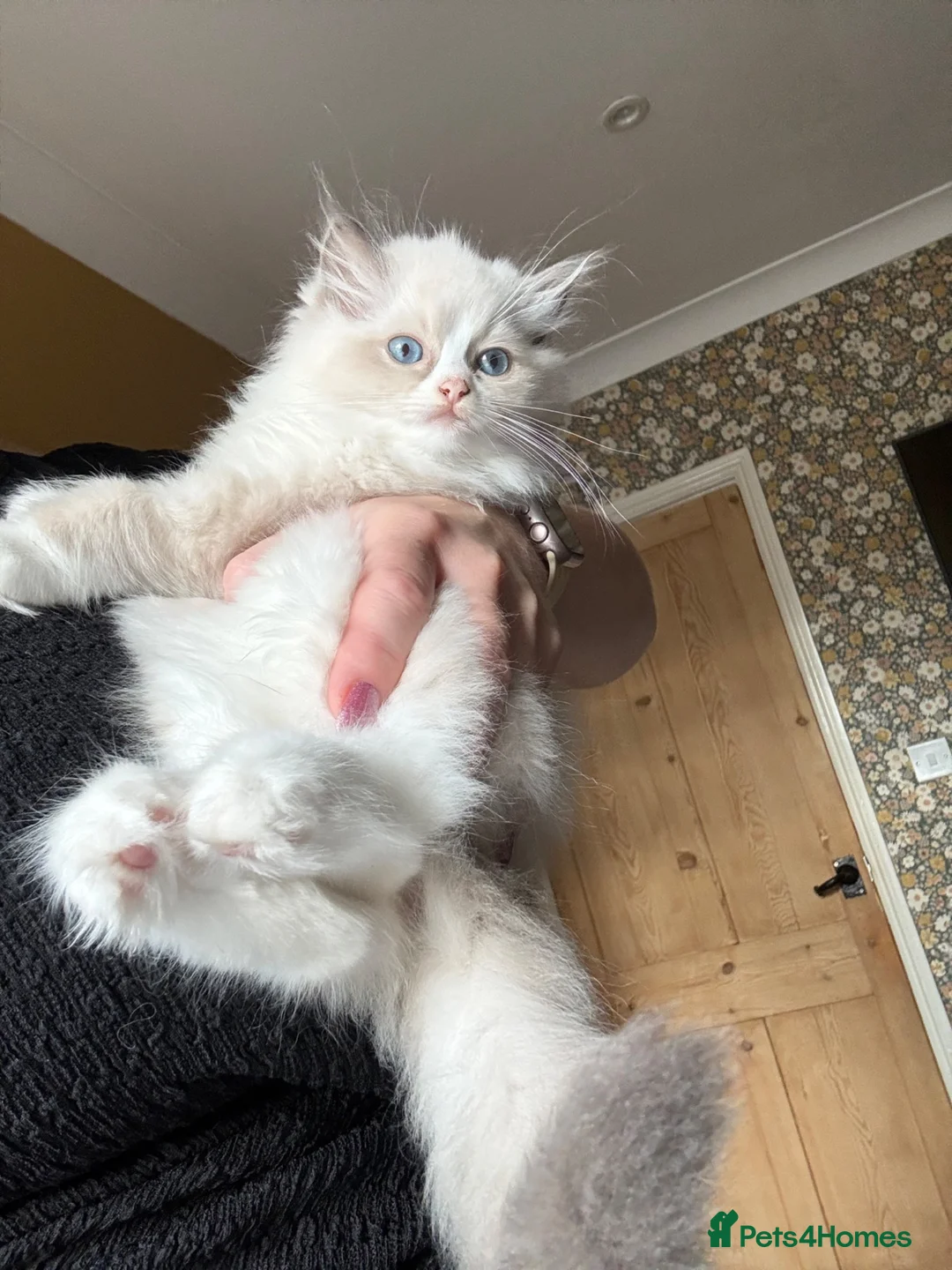Ragdoll cats for sale: Beautiful ragdoll female  - Advert 2