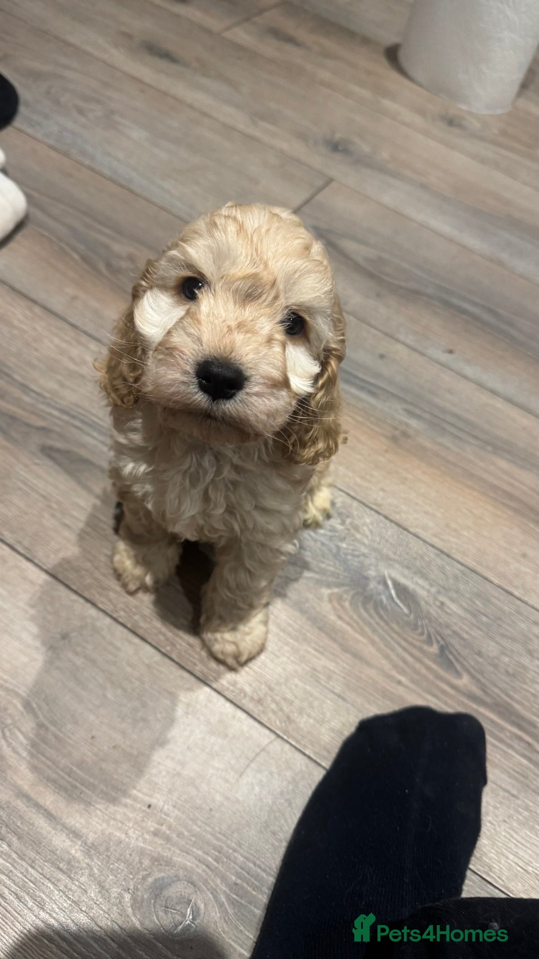 Cockapoo dogs for sale: Cockerpoos f2b - Advert 4