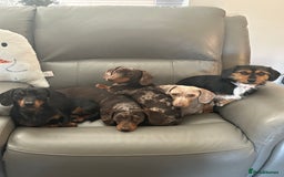 Miniature Dachshund dogs for sale: 2 miniature dachshund  - Image 5