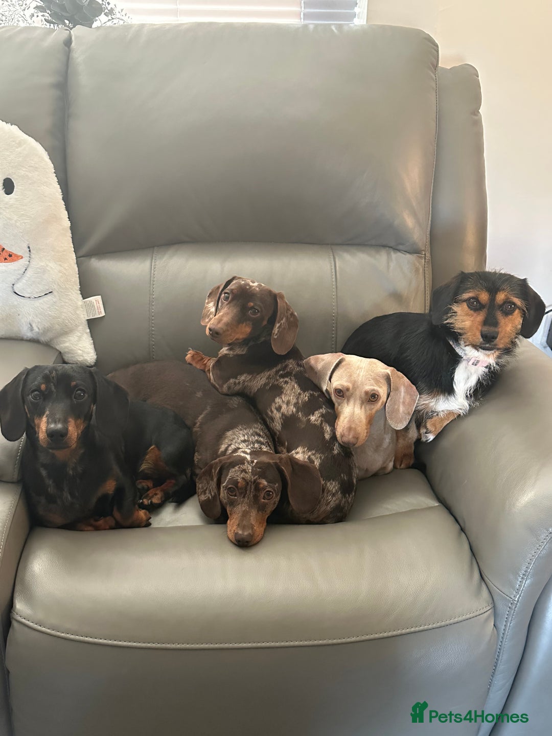 Miniature Dachshund dogs for sale: 2 miniature dachshund  - Image 5