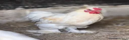 Chickens poultry for sale: Silkie x polish  in Wimborne - Advert 5