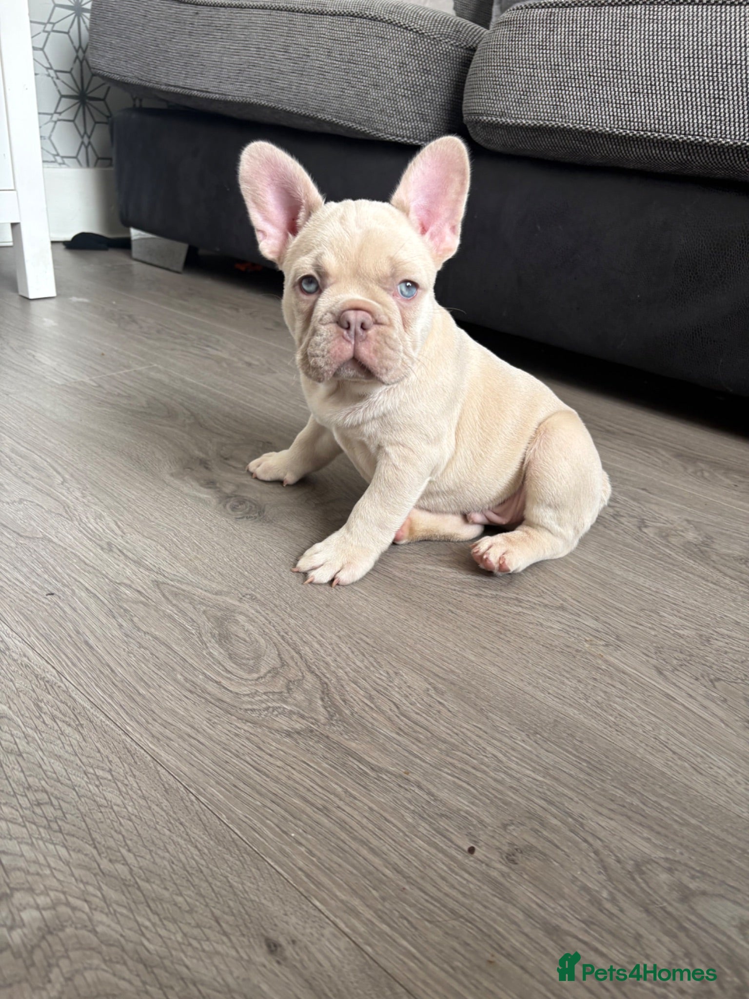 French Bulldog dogs Meet Bear 🐻 - Advert 17